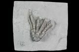 Crinoid (Abrotocrinus) Fossil - Crawfordsville, Indiana #92762-2